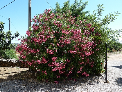 Oleander